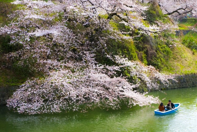 日本武道館　桜